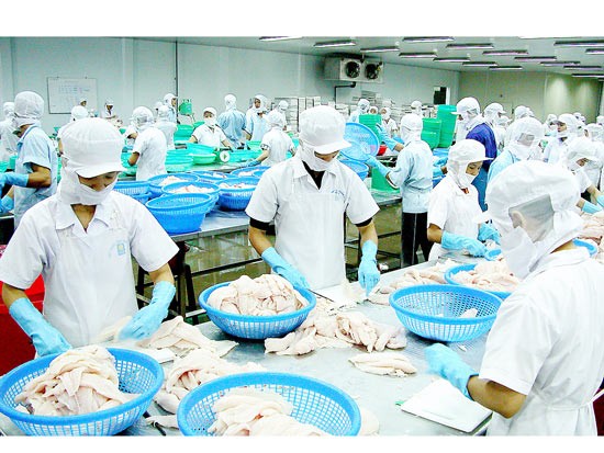 Workers process catfish for export (Photo: SGGP)